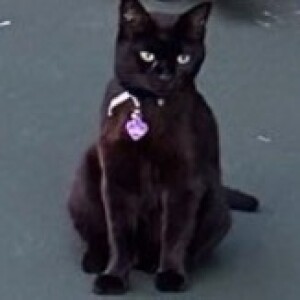 Episode #177 ”Little” Cat of Wakefield