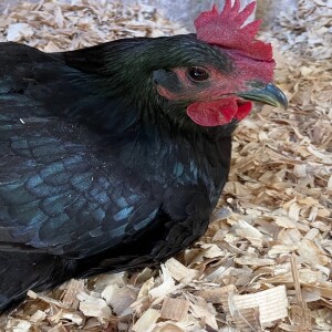 Episode #170 The Story Of Black Shadow The Chicken 🐓