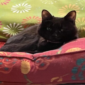 Episode #146 A Sweet Story Told From A Cats Perspective ”My Family is Going On A Christmas Vacation”