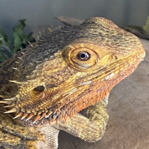 Episode #163 Bearded Dragon Care