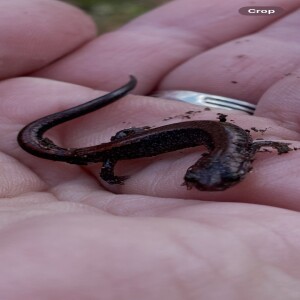 #164 Are Salamanders Disappearing?