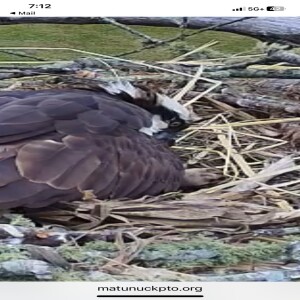 Episode #167 Fun Facts About Osprey 🦅