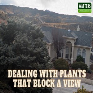 Dealing with Plants that Block a View