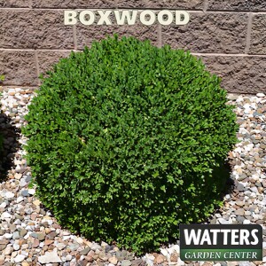 Companion Plants of January – Winter Gem Boxwood