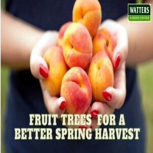 Fun Fruit Trees for a Better Spring Harvest