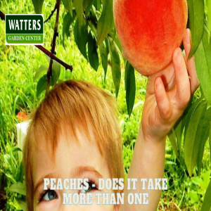 Peaches - Does it take more than one to fruit?