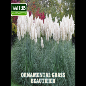 Whispering Winds: Capturing the Essence of Nature with Ornamental Grasses