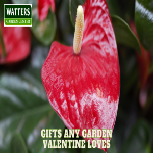 Gifts any Garden Valentine Loves