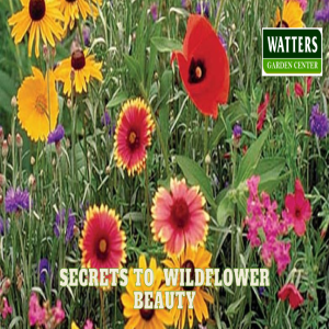 Mix, Mulch, Marvel: The Secret to Effortless Wildflower Beauty