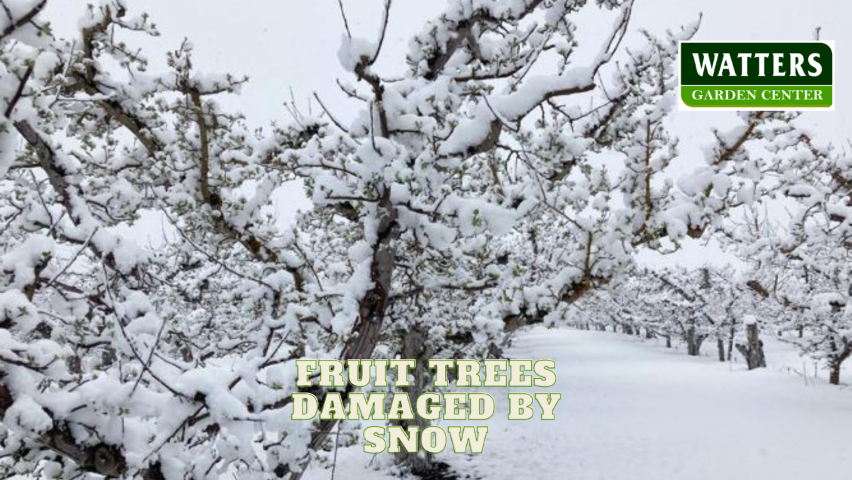 Are New Fruit Tree Planting in Danger from Winter Snows