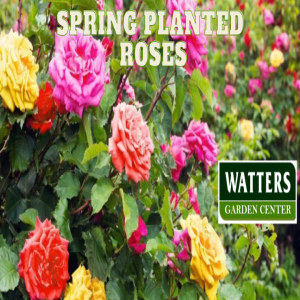 🌸Blooms Ahead! Unleash the Power of Spring-Planted Fiber Roses🌸