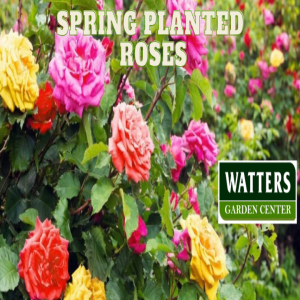 🌹 Blooms Ahead! Unleash the Power of Spring-Planted Fiber Roses