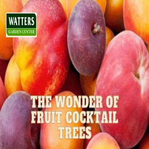 Unbox a Garden - Explore the Wonder of Fruit Cocktail Trees