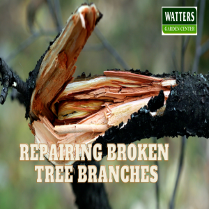 𖣂 Pruning for Recovery - Repairing Broken Tree Branches