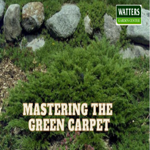🌿 Mastering the Green Carpet - A Guide to Growing Calgary Carpet Juniper