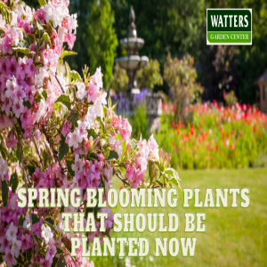 Top Spring Bloomers that Should be Planted Now