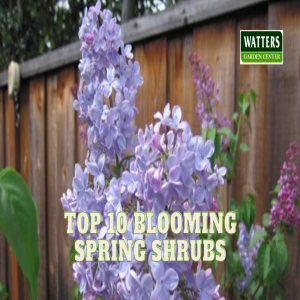 🪴 Top 10 Blooming Shrubs of Spring 🪴