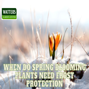 🌸When do Spring Blooming Plants need Frost Protection🌸