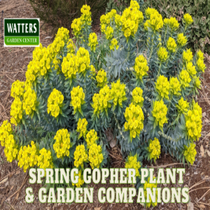 🌸 Spring Gopher Plant with Garden Companions 🌸