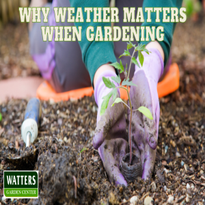 ⛅ Why Weather Matters when Gardening ⛅