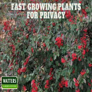 🪴Fastest Growing Plants for a Thick Hedge of Privacy🪴