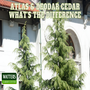 🌲Atlas Cedar and Deodar Cedar – What’s the Difference 🌲