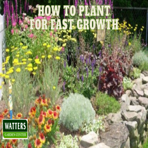 🪴How to Plant For Fast Growth 🪴