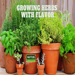 🌿Insider Tips to Growing Herbs with Flavor🌿