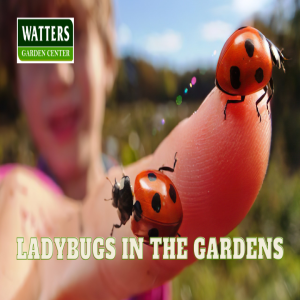 🐞How to Use Ladybugs and Praying Mantis in the Gardens🐞