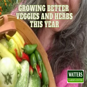 🥕Growing Better Veggies and Herbs this Year