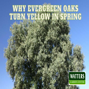 🌳Why Evergreen Oaks Turn Yellow in Spring