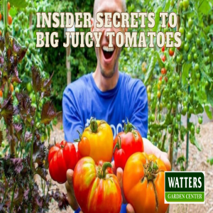 🍅Insider Secrets to Big Juicy Tomatoes🍅