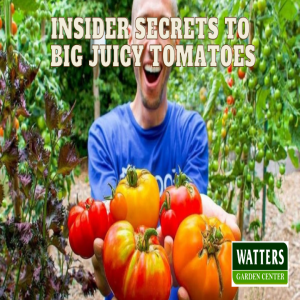 🍅Insider Secrets to Big Juicy Tomatoes