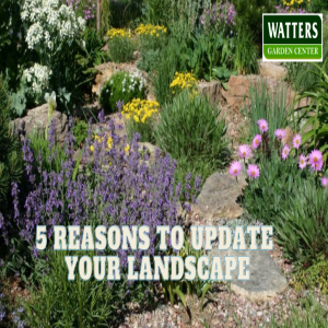 🌱 5 Reasons to Update Your Landscape