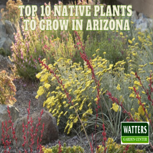 🌿Top 10 Native Plants to Grow in Arizona 🌿