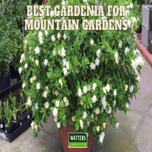 🌺Best Gardenia for Mountain Gardens🌺