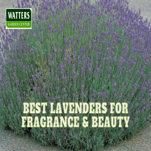 🌿Best Lavenders for Fragrance and Beauty 🌿