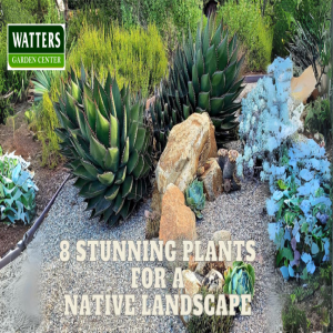 🪴8 Stunning Plants for the Native Landscape🪴
