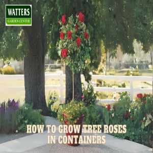 🌹How to Grow Tree Roses in Containers 🌹