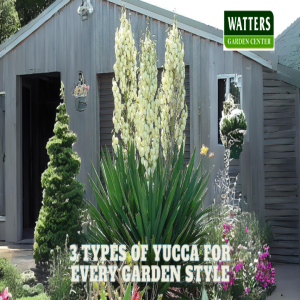 🪴3 Types of Yucca for Every Garden Style🪴