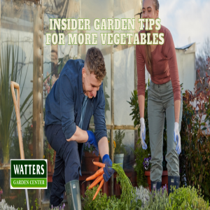 🥕Insider Garden Tips for More Vegetables this Season 🥕