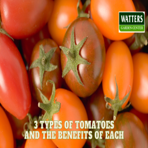 🍅 The 3 Types of Tomatoes and Benefits of Each 🍅