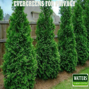 🌲Evergreens for Privacy that Screens Prying Eyes🌲