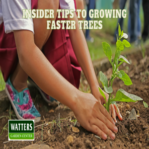 🌳Insider Tips to Growing Faster Trees🌳