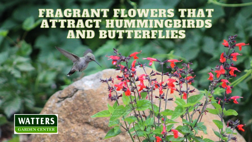🌼Fragrant Flowers that Attract Hummingbirds and Butterflies 🌼