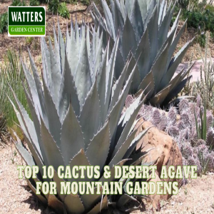 🌵Top 10 Cactus & Desert Agave for Mountain Gardens🌵