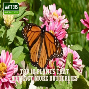 🦋Top 10 Plants that Attract More Butterflies into Gardens 🦋