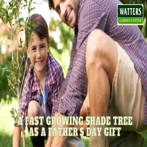 🌳A Fasting Growing Shade Tree as a Father's Day Gift 🌳