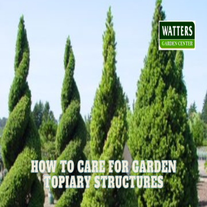 🌲How to Care for Garden Topiary Structures 🌲