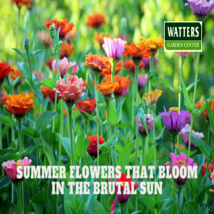🌺Summer Flowers that Bloom in Brutal Sun 🌺